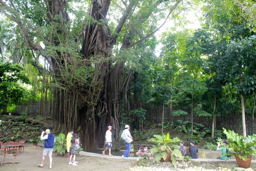 Stop Over for a Fish Spa by the Old Enchanted Balete Tree